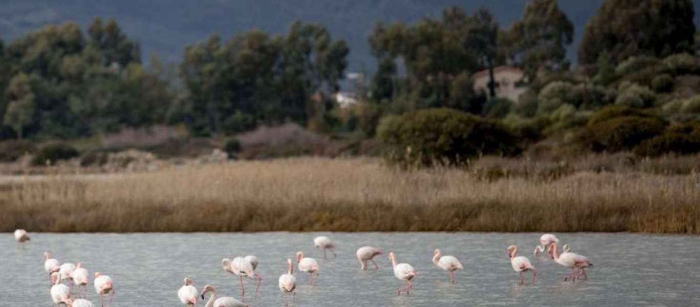 Ξεχειμωνιάζουν στους υδροβιότοπους της Σάμου εκατοντάδες φλαμίνγκο (φωτό)